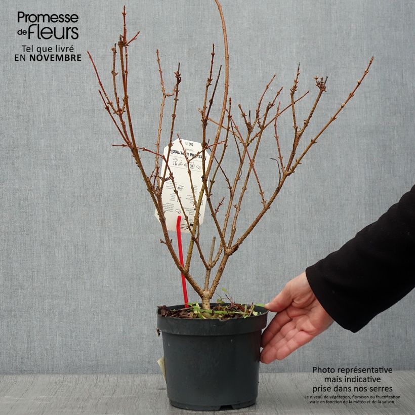 Ejemplar de Mimosa de Paris - Forsythia x intermedia Lynwood en pot de 2L/3L entregado en otoño