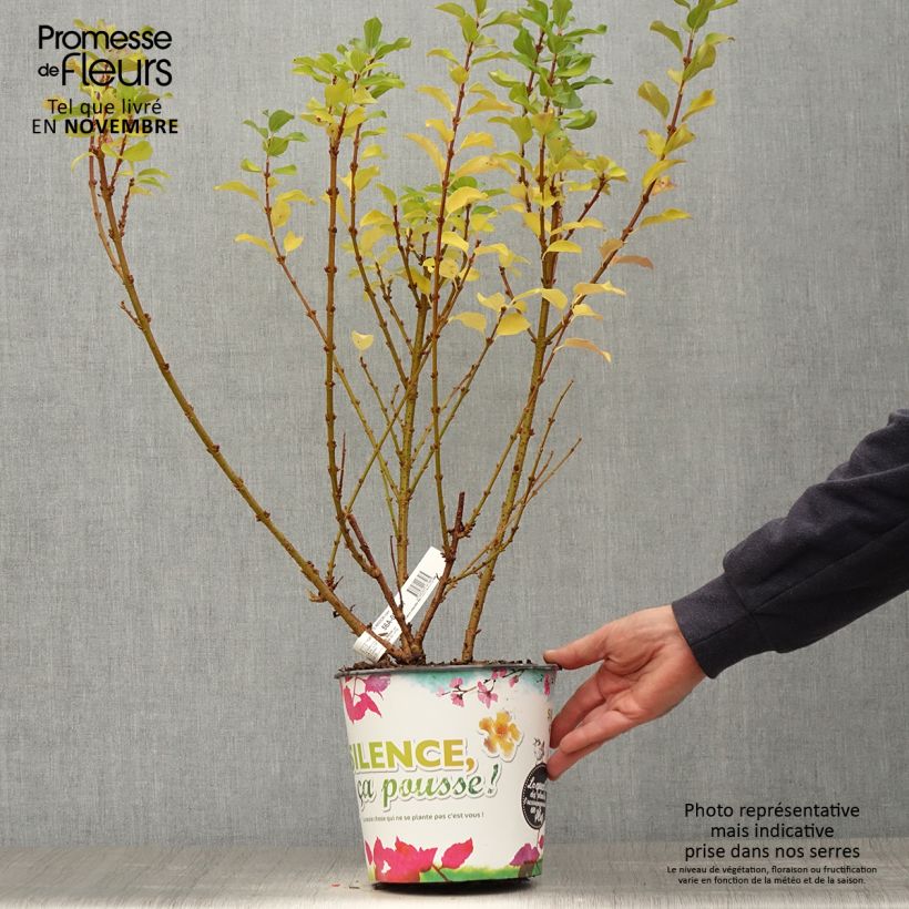 Ejemplar de Mimosa de Paris - Forsythia x intermedia Mindor en pot de 4l/5l entregado en otoño