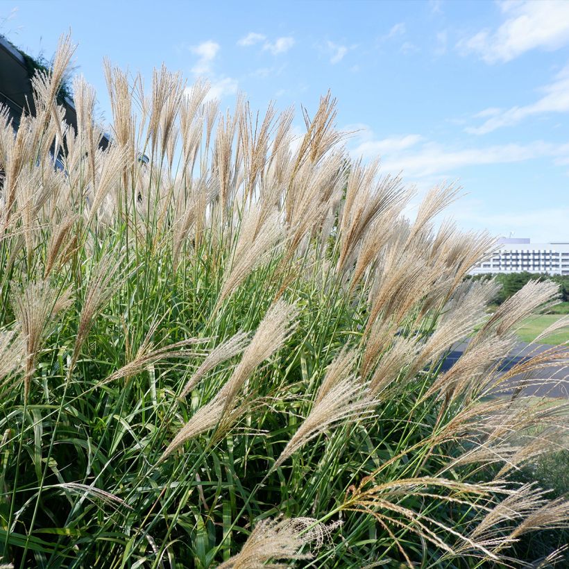 Miscanthus floridulus (Porte)