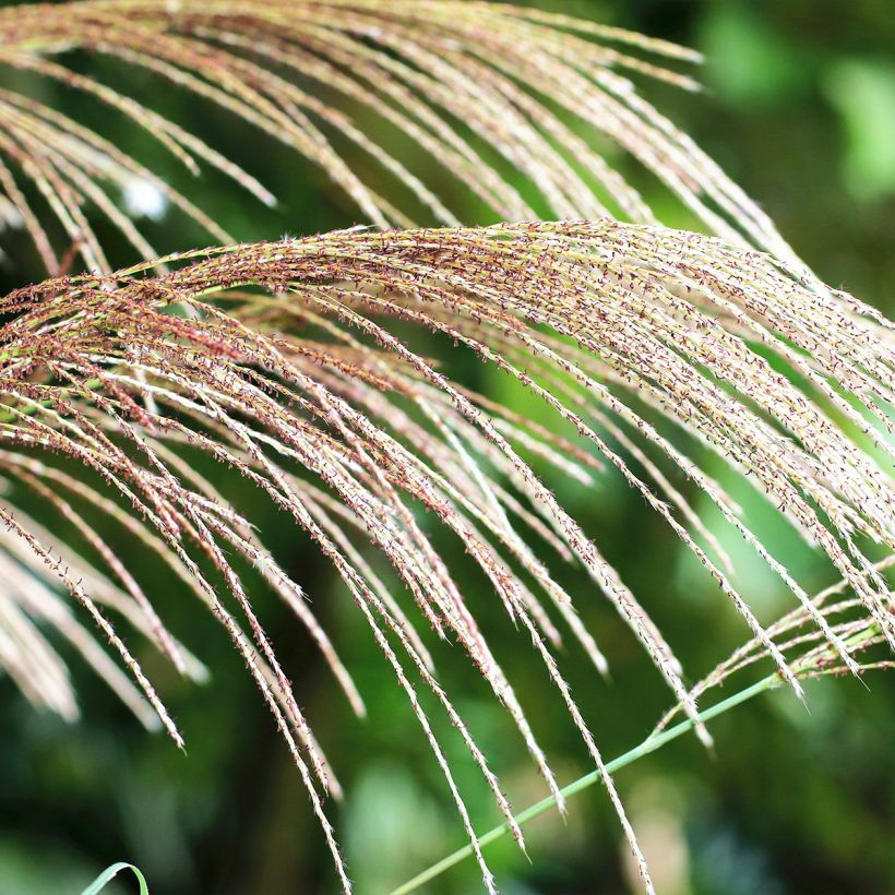 Miscanthus floridulus (Floración)