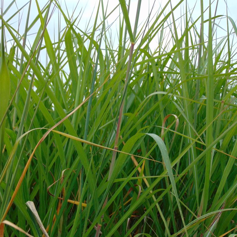 Miscanthus giganteus (Follaje)