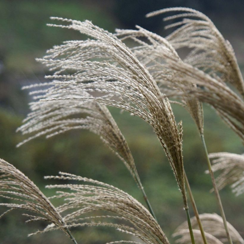 Miscanthus giganteus (Floración)