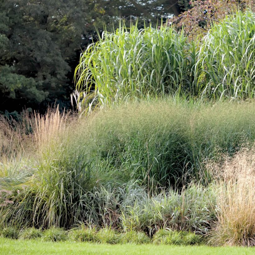 Miscanthus giganteus (Porte)