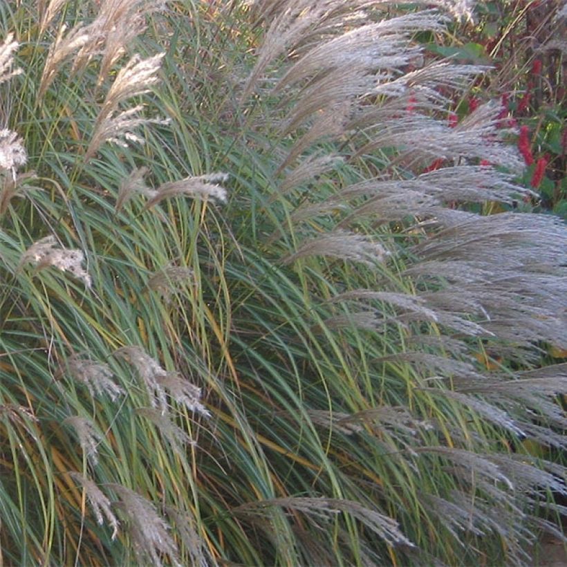 Miscanthus sinensis Adagio (Floración)