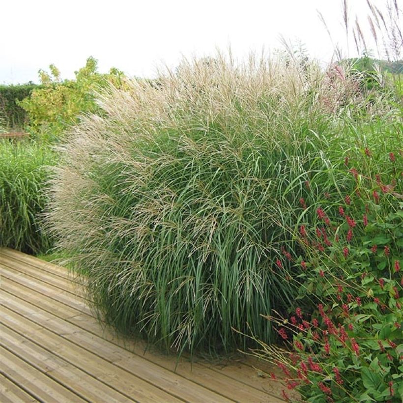 Miscanthus sinensis Adagio (Porte)