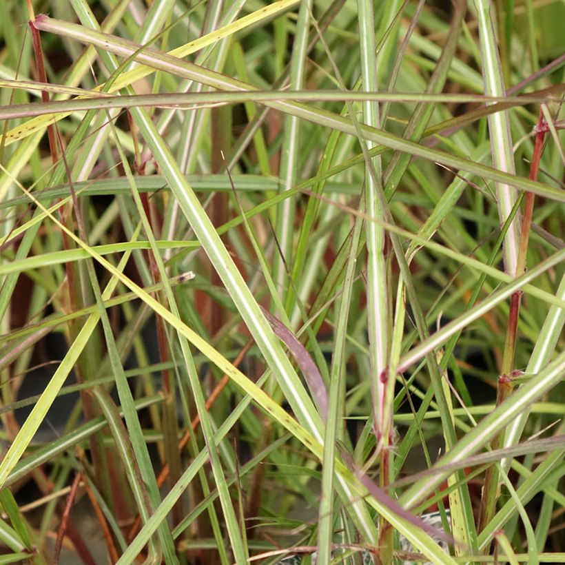 Miscanthus sinensis Aperitiv (Follaje)