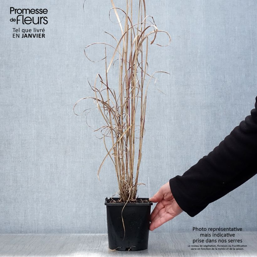 Miscanthus sinensis Boucle - Roseau de Chine Pot de 1,5L/2L Ejemplar entregado en invierno