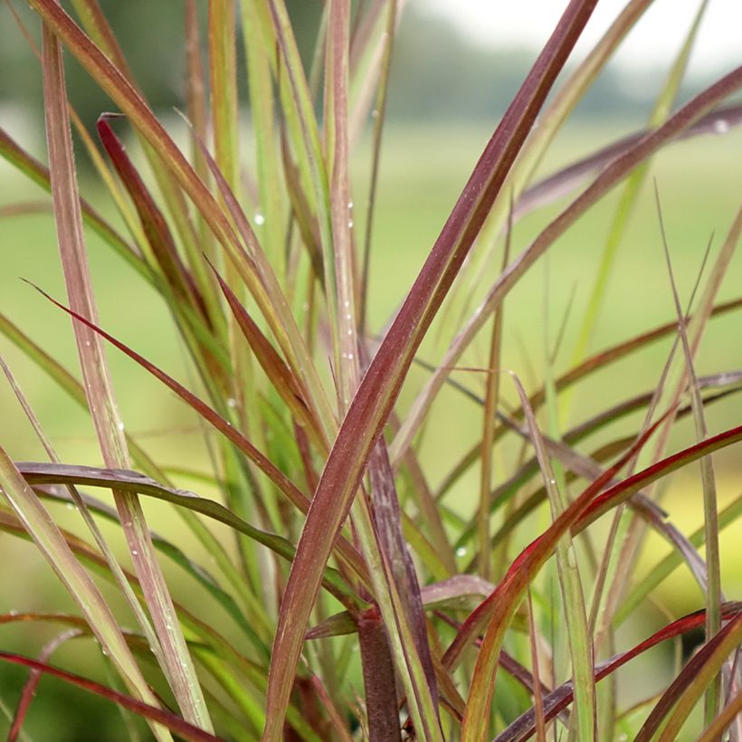 Miscanthus sinensis Boucle (Follaje)