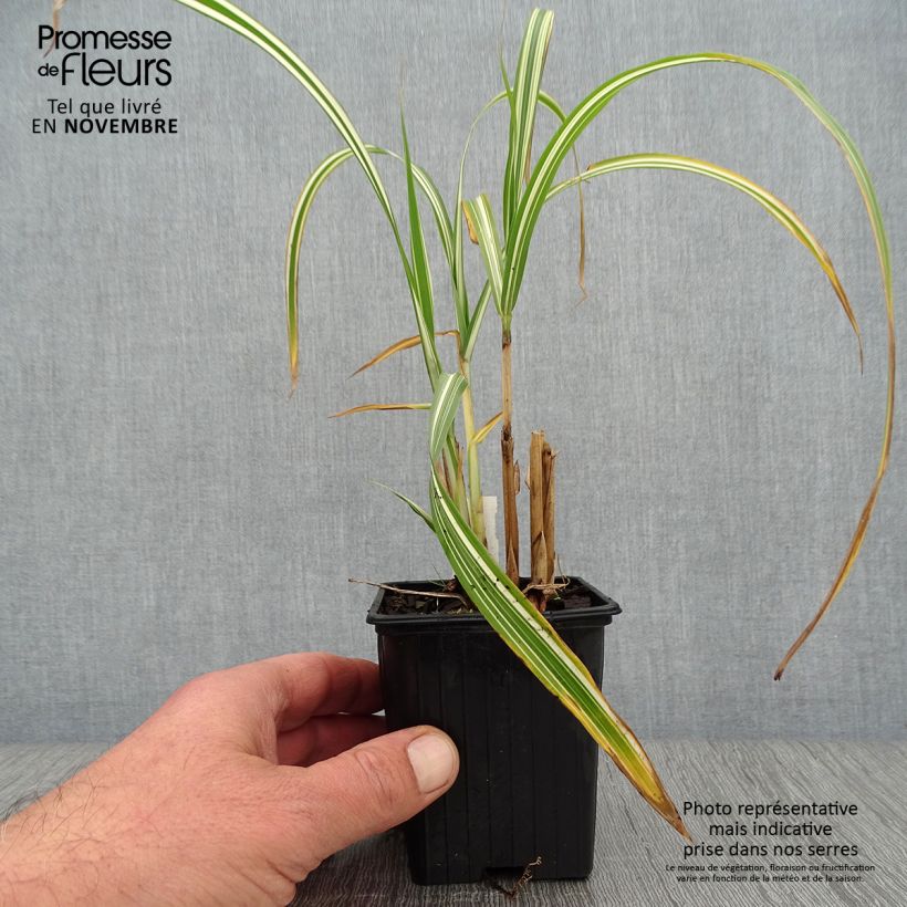 Ejemplar de Miscanthus sinensis Cabaret - Roseau de Chine Godet de 9cm entregado en otoño