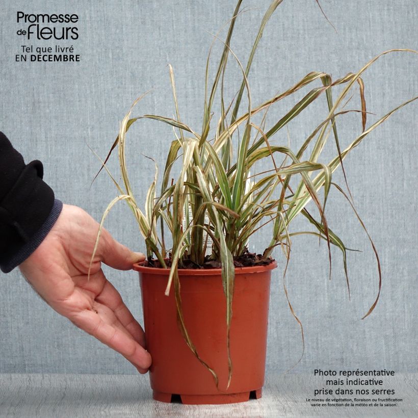 Miscanthus sinensis Cabaret - Roseau de Chine - Pot de 1L/1.5L Ejemplar entregado en invierno