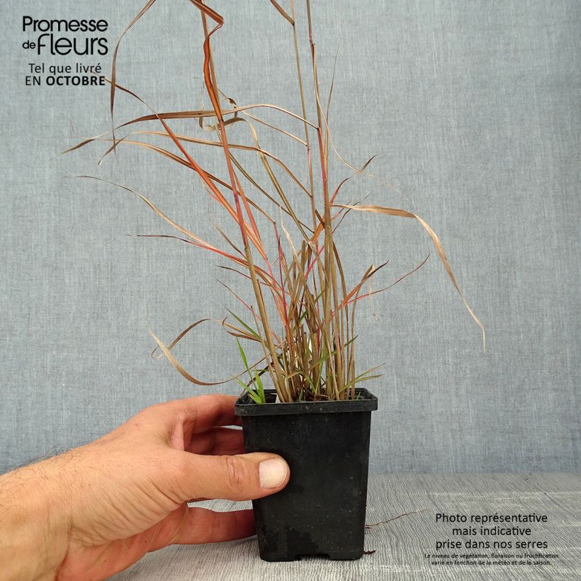 Ejemplar de Miscanthus sinensis Ferner Osten - Roseau de Chine Godet de 9cm entregado en otoño