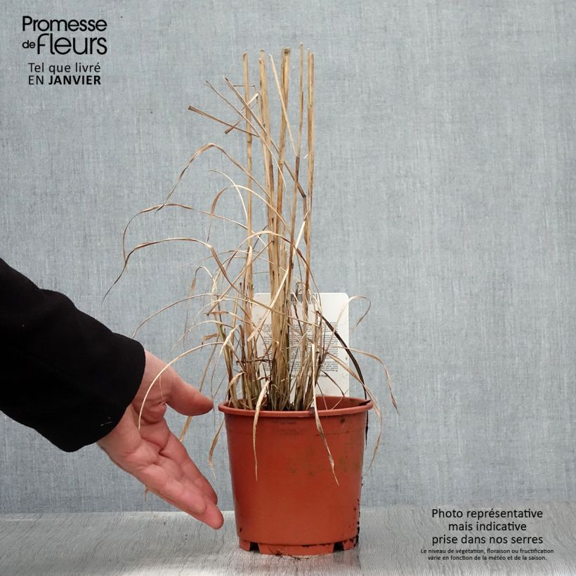 Miscanthus sinensis Ferner Osten - Roseau de Chine - pot de 1L/1.5L Ejemplar entregado en invierno