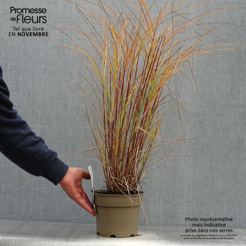 Ejemplar de Miscanthus sinensis Flamingo - Eulalie - Roseau de Chine en pot de 2/3 litres entregado en otoño