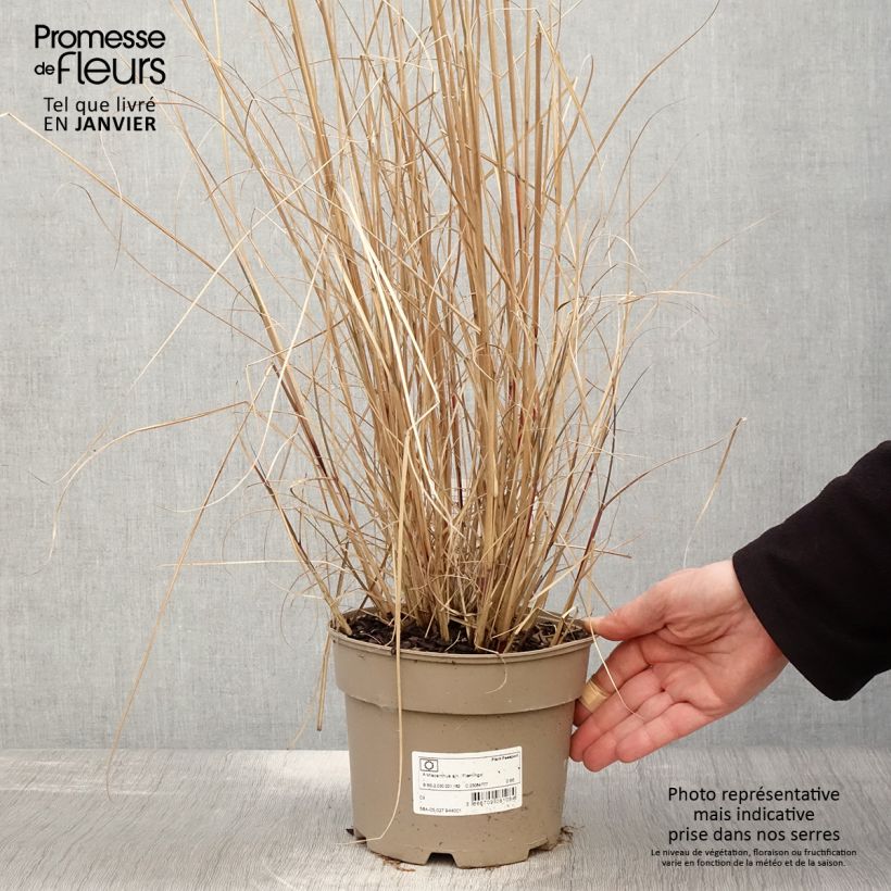 Miscanthus sinensis Flamingo - Eulalie - Roseau de Chine en pot de 2/3 litres Ejemplar entregado en invierno