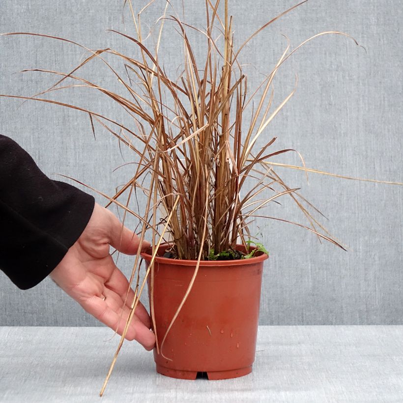 Miscanthus sinensis Kaskade - Roseau de Chine en pot de 1L/1.5L Ejemplar entregado en invierno