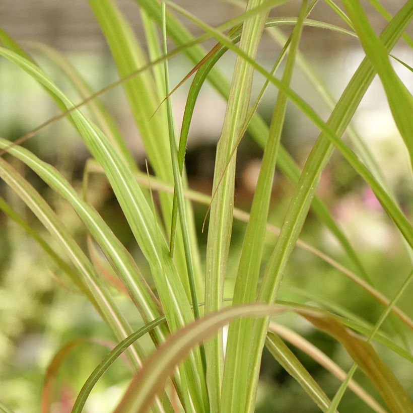 Miscanthus sinensis Kaskade (Follaje)