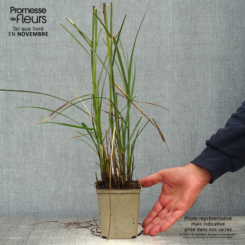 Ejemplar de Miscanthus sinensis Kleine Fontäne (Petite Fontaine) en godet de 9 cm entregado en otoño