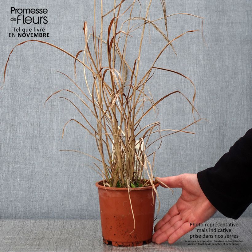 Ejemplar de Miscanthus sinensis Kleine Fontäne (Petite Fontaine) en pot de 1L/1.5L entregado en otoño