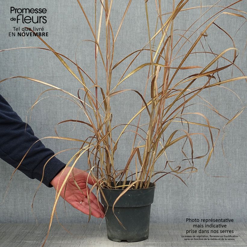 Ejemplar de Miscanthus sinensis Kleine Fontäne (Petite Fontaine) en pot de 4L/5L entregado en otoño