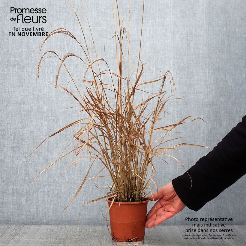 Ejemplar de Miscanthus sinensis Kleine Silberspinne - pot de 1L/1.5L entregado en otoño