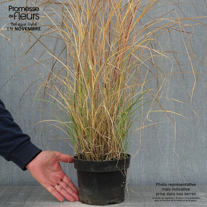 Ejemplar de Miscanthus sinensis Kleine Silberspinne - pot de 4L/5L entregado en otoño