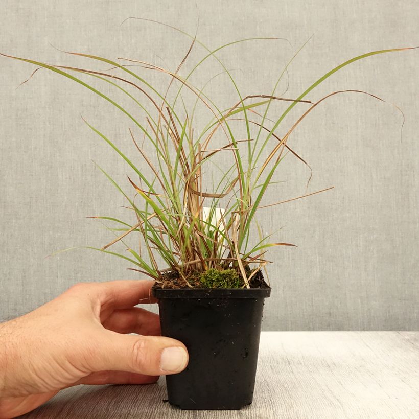 Ejemplar de Miscanthus sinensis Krater - Eulalie, Roseau de Chine Godet de 9cm entregado en otoño