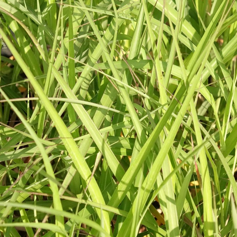 Miscanthus sinensis Krater (Follaje)