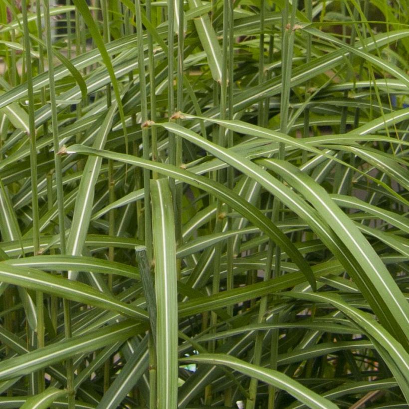 Miscanthus sinensis Malepartus (Follaje)