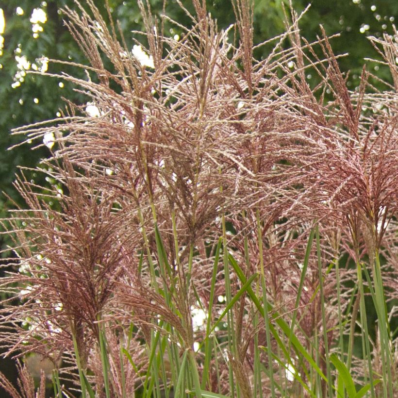 Miscanthus sinensis Malepartus (Floración)