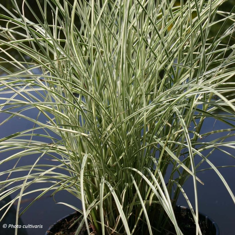 Miscanthus sinensis Morning Bright (Porte)