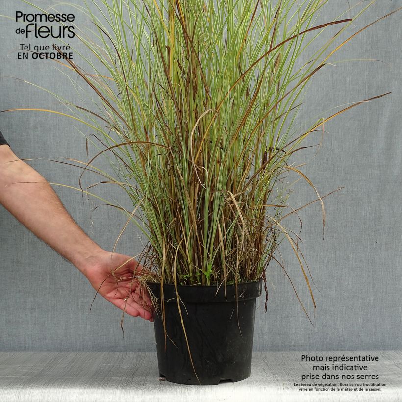 Ejemplar de Miscanthus sinensis Morning Light en pot de 10L entregado en otoño