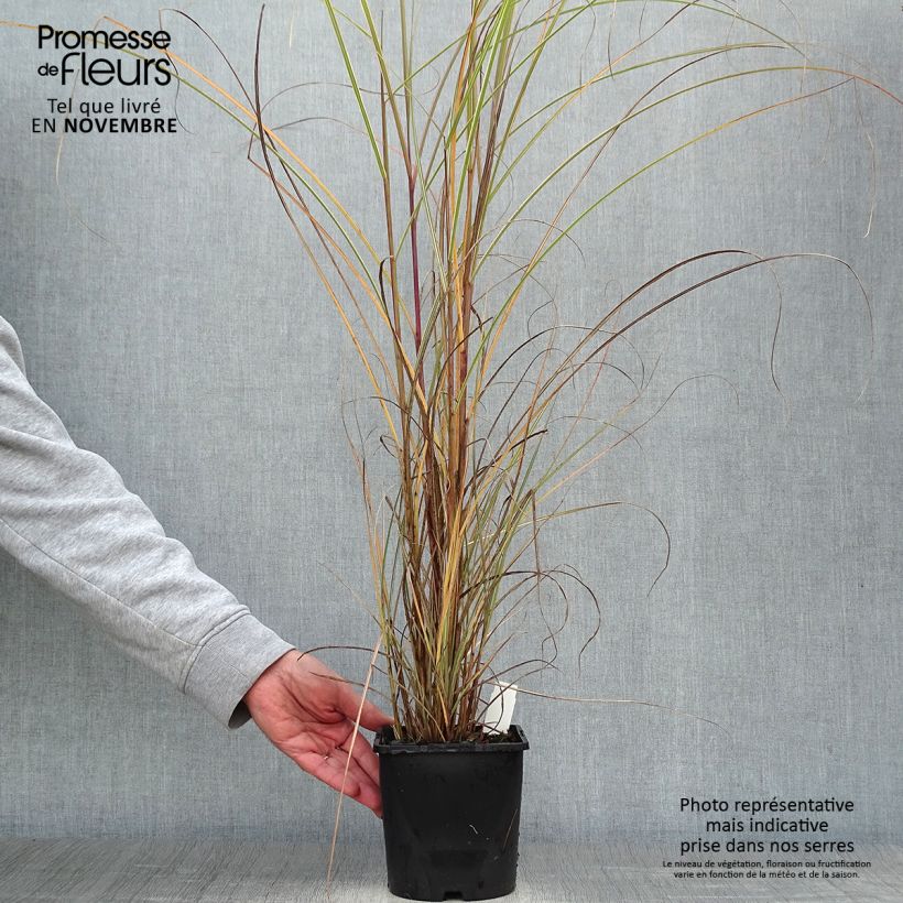 Ejemplar de Miscanthus sinensis Morning Light Pot de 2L/3L entregado en otoño