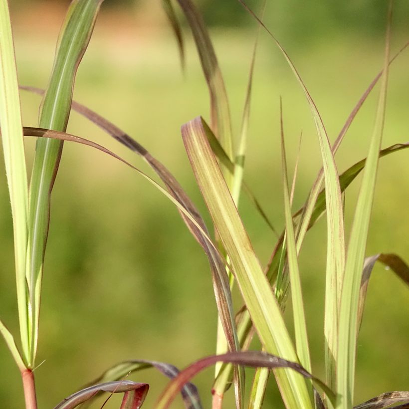 Miscanthus sinensis Nippon (Follaje)