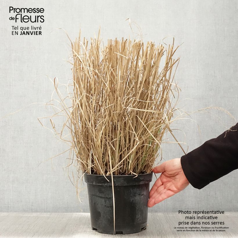 Miscanthus sinensis Red Chief - Roseau de Chine - Pot de 4L/5L Ejemplar entregado en invierno