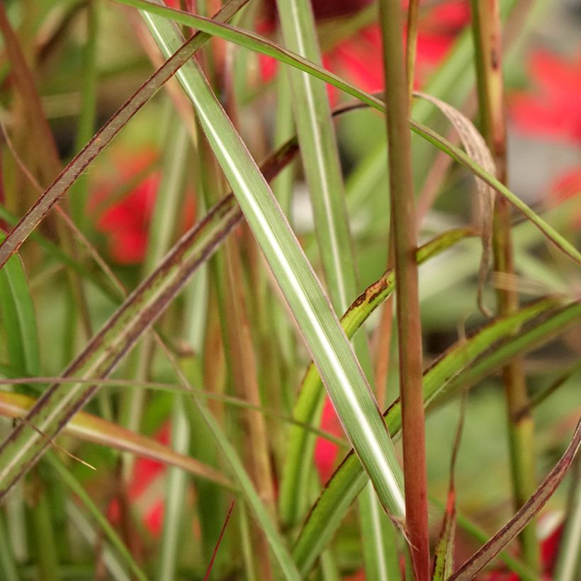 Miscanthus sinensis Samurai (Follaje)