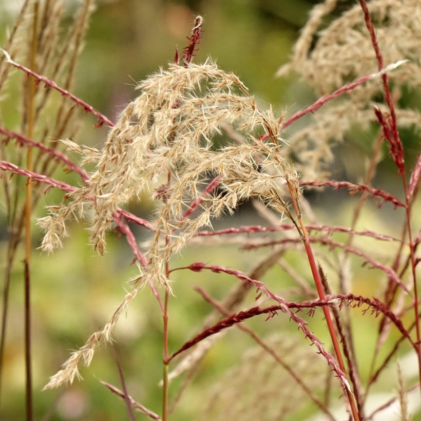 Miscanthus sinensis Samurai (Floración)