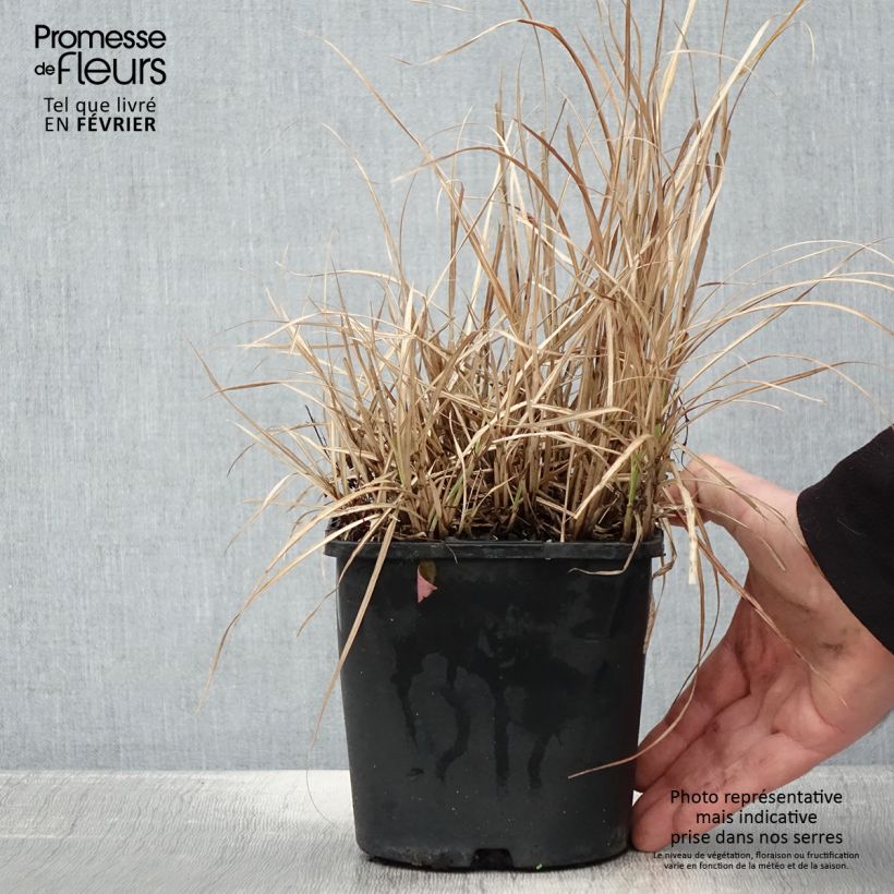 Miscanthus sinensis Strictus Dwarf - Roseau de Chine Pot de 2L/3L Ejemplar entregado en invierno