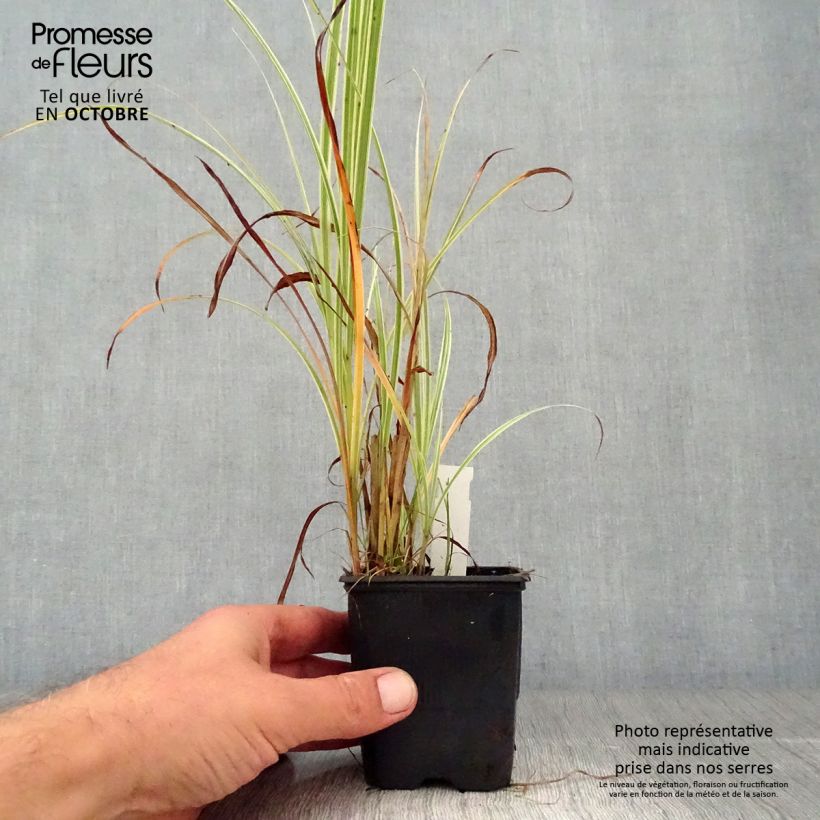 Ejemplar de Miscanthus sinensis Variegatus - Roseau de Chine en godet de 9 cm entregado en otoño