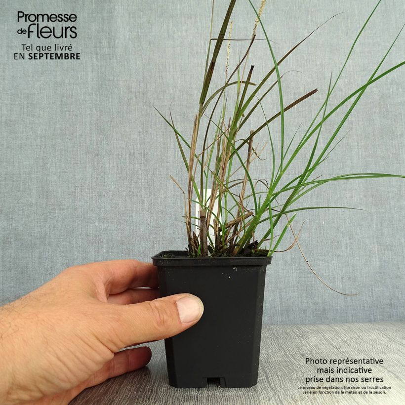 Ejemplar de Miscanthus sinensis Yaku-Jima - Roseau de Chine en godet de 8 cm entregado en otoño