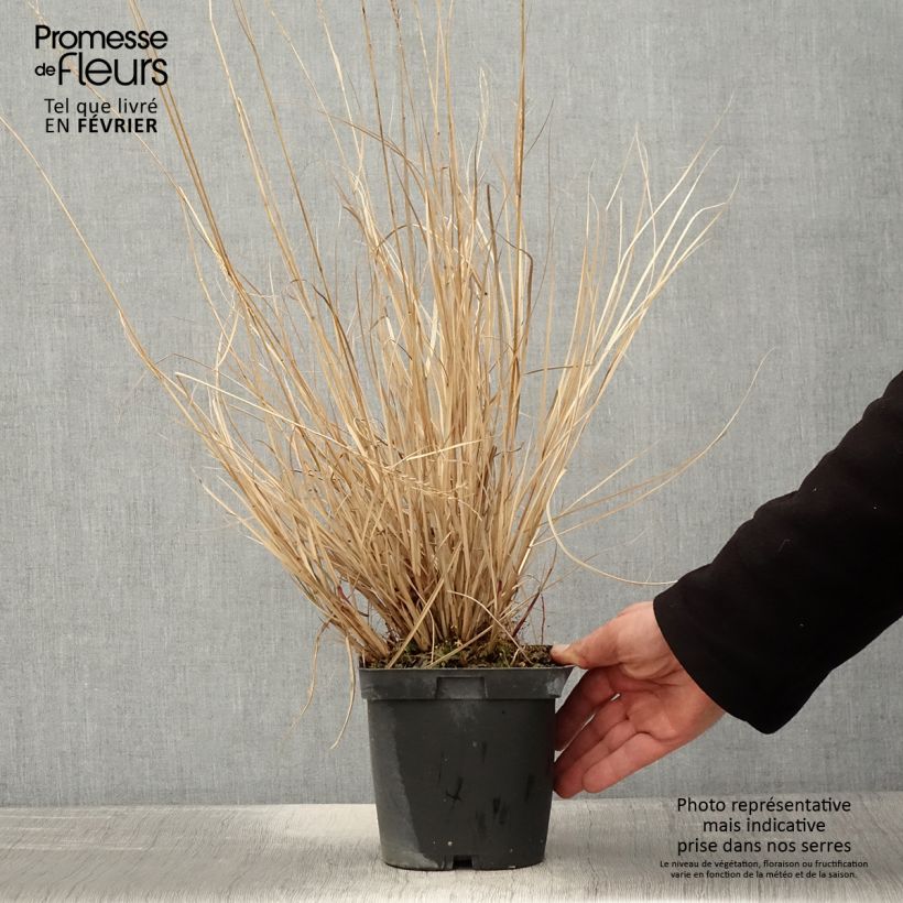 Miscanthus sinensis Yaku-Jima - Roseau de Chine en pot de 2/3 litres Ejemplar entregado en invierno