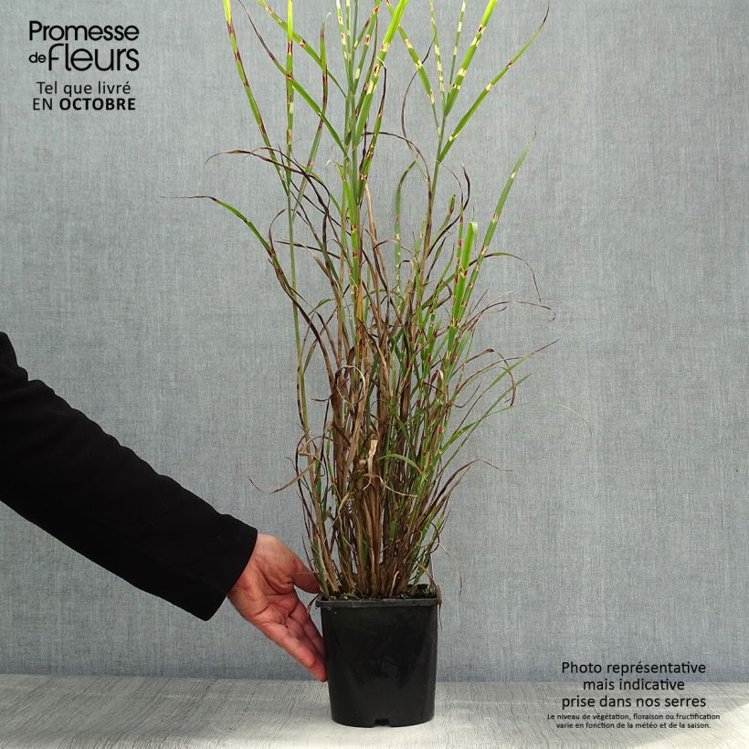 Ejemplar de Miscanthus sinensis Zebrinus - Roseau de Chine en pot de 2L/3L entregado en otoño