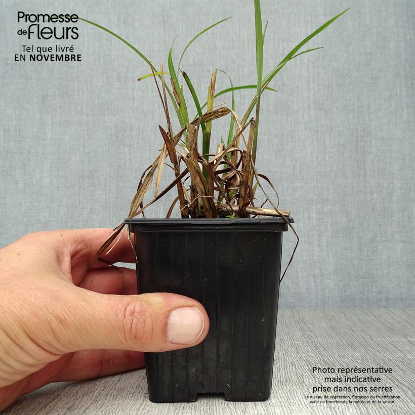 Ejemplar de Miscanthus transmorrisonensis - Roseau de Chine Godet de 9cm entregado en otoño