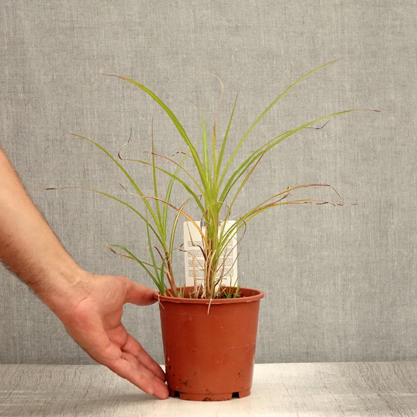 Ejemplar de Miscanthus transmorrisonensis - Roseau de Chine Pot de 1L/1.5L entregado en verano