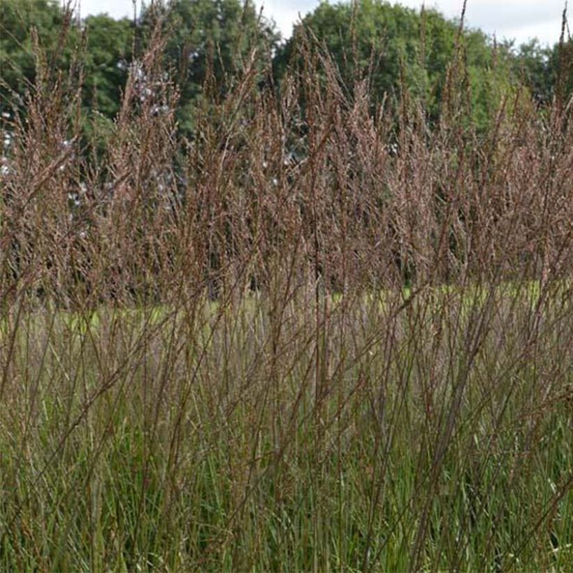 Molinia Karl Foerster - Boja (Floración)