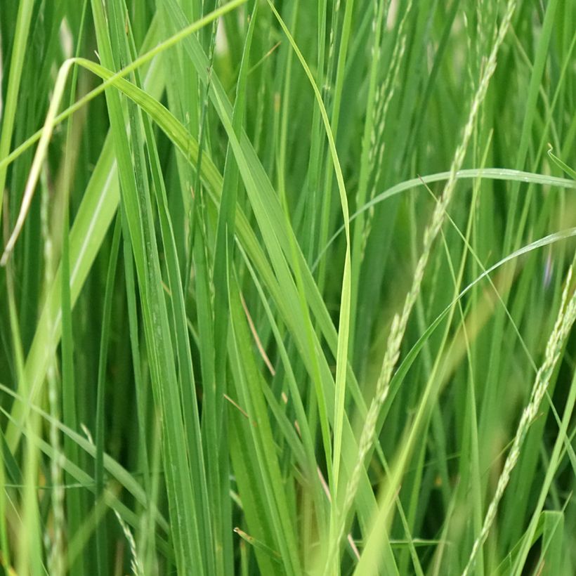 Molinia caerulea Edith Dudszus - Boja (Follaje)