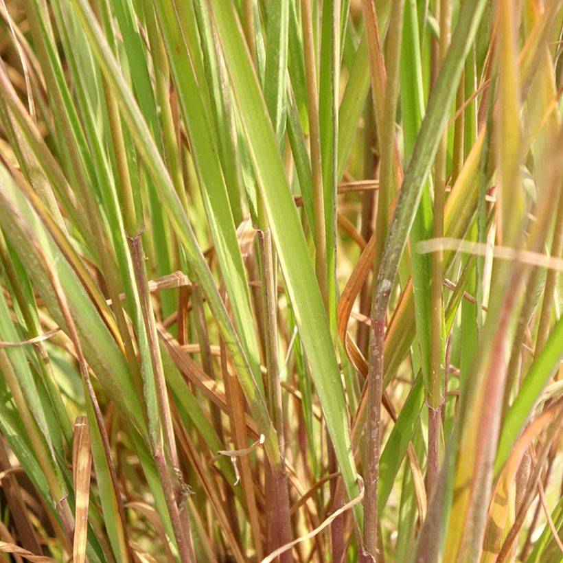 Molinia caerulea Edith Dudszus - Boja (Follaje)