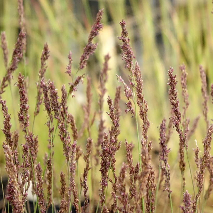 Molinia caerulea Heidezwerg - Boja (Floración)