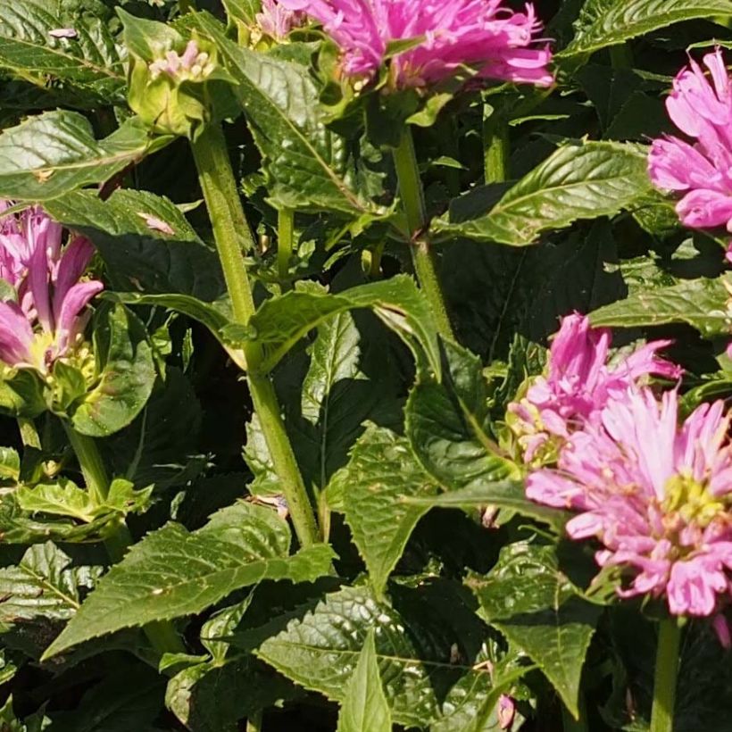 Monarda Pink Lace - Bergamota silvestre (Follaje)