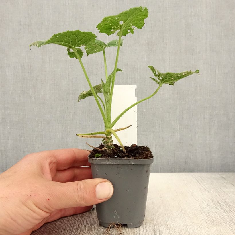 Lunaria annua Alba - Monedas del Papa Maceta de 8/9 cm Ejemplar entregado en la primavera