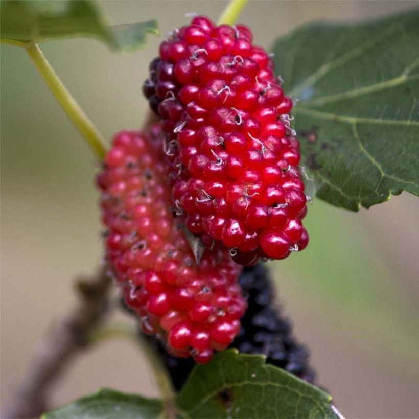 Morus alba Giant Fruit - Morera blanca (Cosecha)